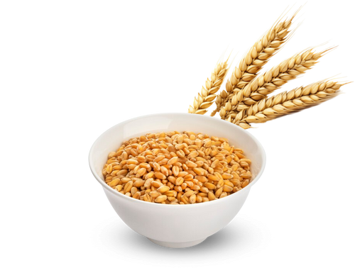 Wheat